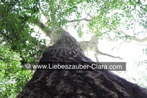 Ansicht eines Eichenbaumes am Stamm entlang aufwärts mit Blick in sein Astwerk.