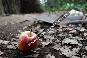 Liebeszauber selber machen: Nahaufnahme des präparierte Apfels auf dem Boden vor dem Eichenbaum. Im Hintergrund sind die Schaufel und die Schale mit den Pilzen zu sehen.