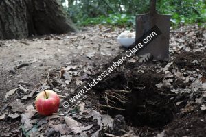Das Graben des Loches ist abgeschlossen. Wir sehen auf dem Foto das Loch im Boden vor dem Eichenbaum. Links neben dem Loch liegt der präparierte Apfel. Rechts neben dem Loch steckt die Schaufel in dem Boden. Außerdem steht neben der Schaufel die Schale mit den Pilzen.