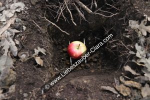 Der präparierte Apfel wurde in das frisch gegrabene Loch gelegt.